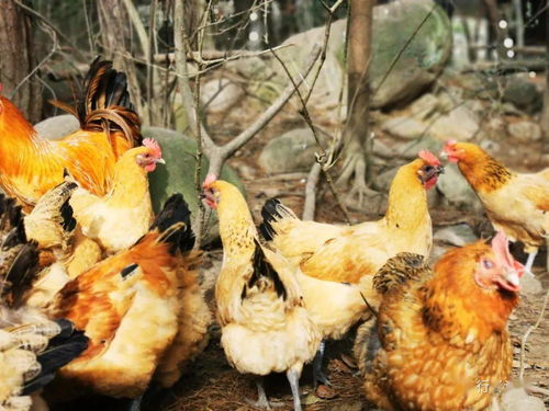 關(guān)于生態(tài)環(huán)境的作文開頭,保護(hù)生態(tài)的作文開頭,一般關(guān)于生態(tài)環(huán)境的作文開頭如何寫