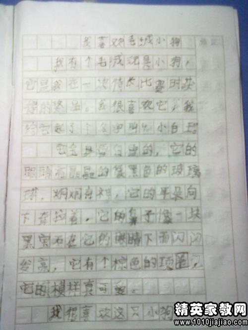 動(dòng)物開頭作文怎么寫300字