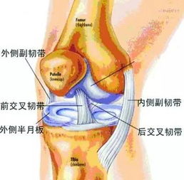 登山如何保護(hù)膝關(guān)節(jié)？(登山如何保護(hù)膝關(guān)節(jié))