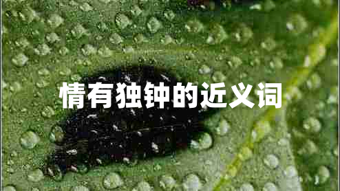 情有獨鐘的近義詞