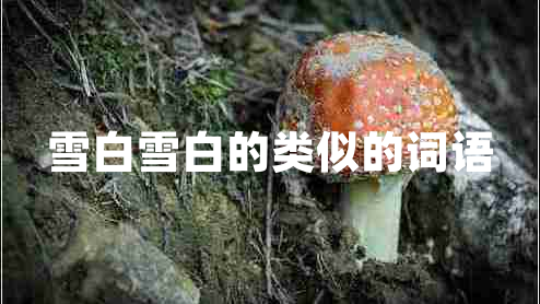 雪白雪白的類似的詞語(yǔ)