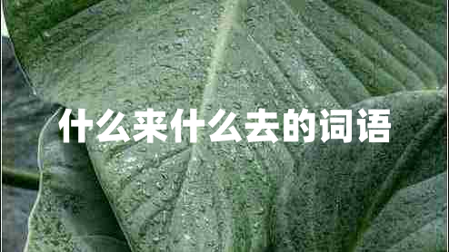 什么來什么去的詞語