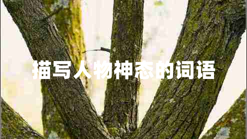 描寫人物神態(tài)的詞語