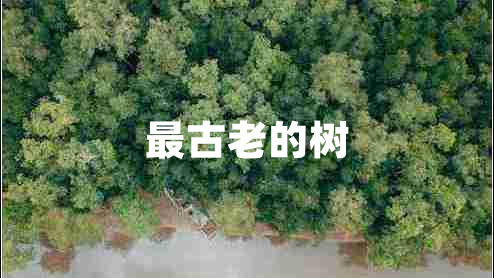 最古老的樹