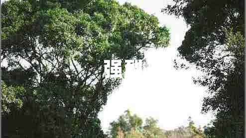 強(qiáng)烈