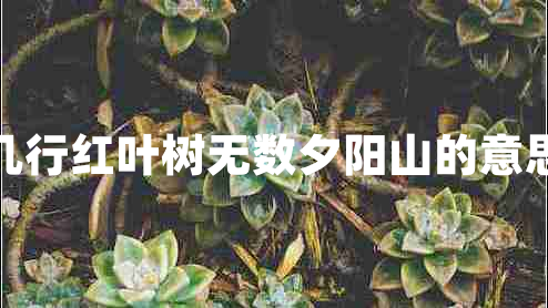 幾行紅葉樹(shù)無(wú)數(shù)夕陽(yáng)山的意思