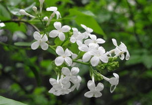 錯(cuò)了,作文,丁香花,開(kāi)滿