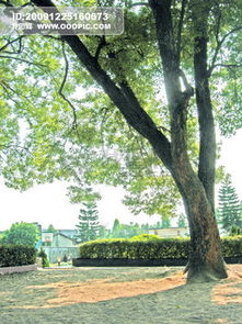 作文校園樟樹