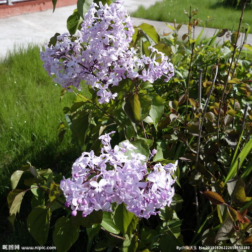 開(kāi)滿丁香花的校園作文辣錯(cuò)了