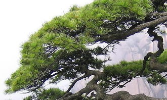 介紹校園里的松樹作文