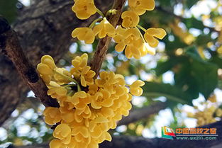 校園桂花開了一段話,校園桂花開讀后感,校園桂花開了