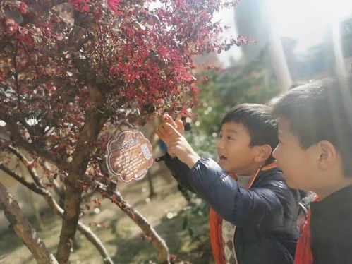 我與校園植物共成長(zhǎng)作文