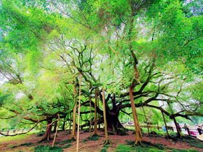 作文,大榕樹,校園