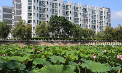 二級(jí)作文夏天的校園