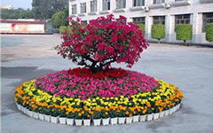 校園的花壇優(yōu)秀作文帶排比句,我愛(ài)校園的花壇優(yōu)秀作文,校園的花壇優(yōu)秀作文分春夏秋冬