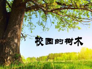 小學生校園樹木認養(yǎng)作文