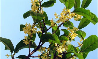 校園的桂花樹(shù)作文300四級(jí)