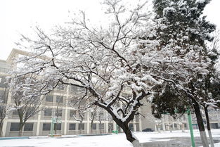 寫景作文300字校園雪景