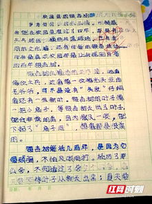 我愛校園的銀杏樹作文350