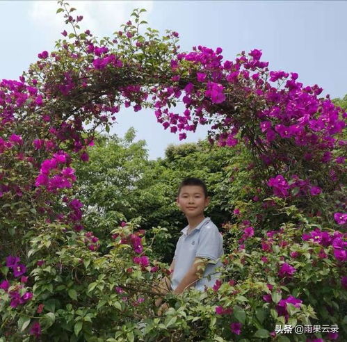 開滿丁香花的校園作文六級500字