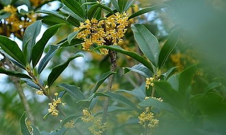 校園里的桂花四級(jí)作文