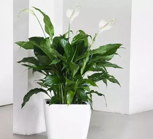 白掌開(kāi)花了要注意事項(xiàng),白掌開(kāi)花期間注意事項(xiàng),白掌的養(yǎng)殖方法和注意事項(xiàng)