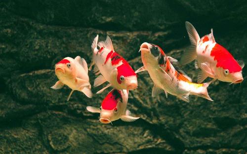 養(yǎng)好錦鯽魚注意事項(xiàng)