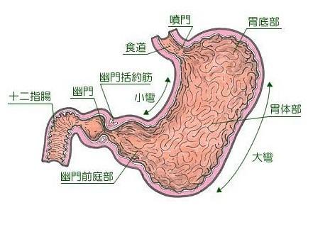 注意事項,胃類癌