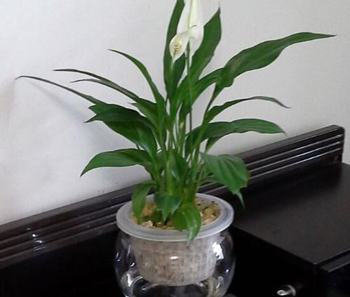 白掌開(kāi)花時(shí)注意事項(xiàng)