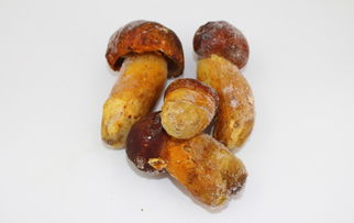 注意事項(xiàng),牛肝菌