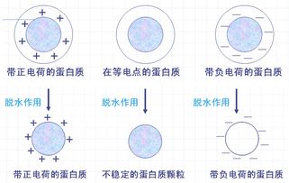 蛋白質(zhì)沉淀變性反應(yīng)注意事項