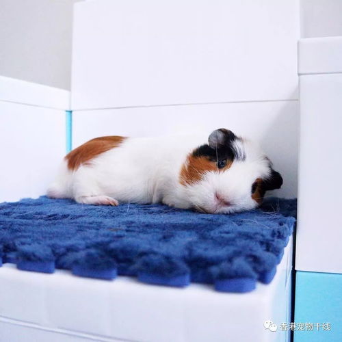 飼養(yǎng)豚鼠要注意事項,豚鼠懷孕期間注意事項,養(yǎng)豚鼠的注意事項