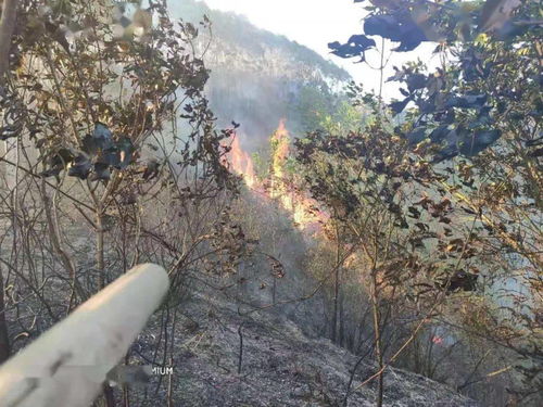 撲救山火注意事項,撲救山火安全注意事項,預防山火注意事項