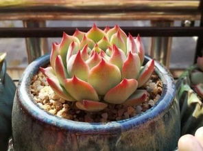 植物修根注意事項(xiàng),吊蘭修根注意事項(xiàng),散尾竹換盆注意事項(xiàng)修根