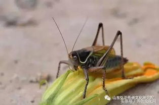 蟈蟈冬季飼養(yǎng)注意事項(xiàng)