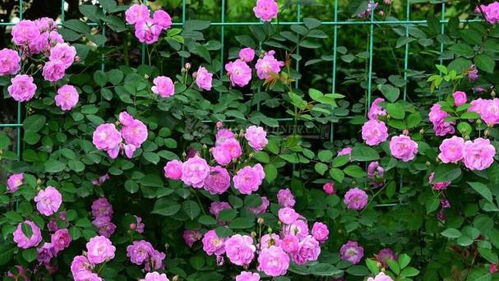 室內(nèi)種植薔薇方法和注意事項(xiàng)