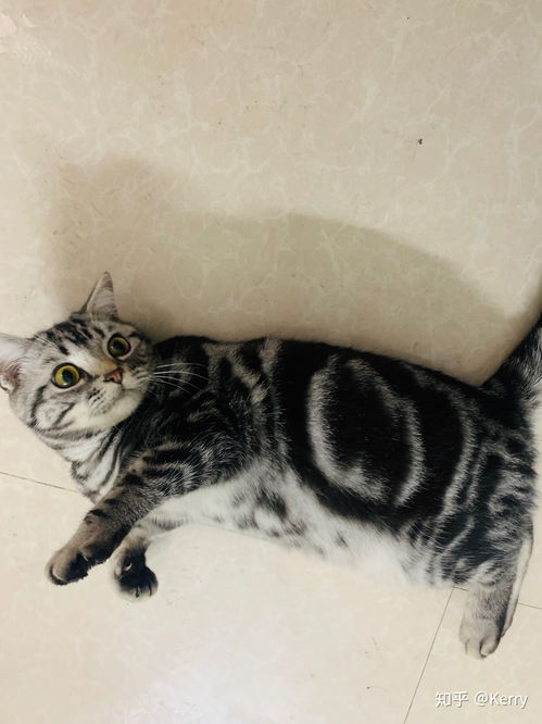 美短飼養(yǎng)注意事項(xiàng)
