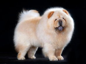 注意事項(xiàng),松獅犬