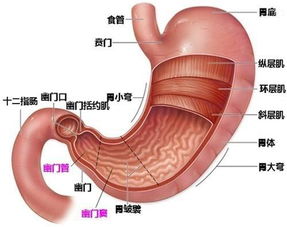 胃類癌注意事項