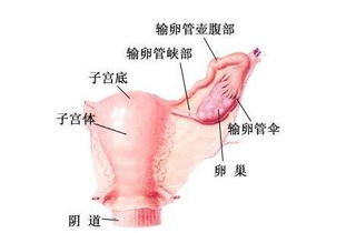 引產(chǎn),注意事項(xiàng),飲食