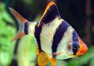 彩裙魚(yú)注意事項(xiàng)