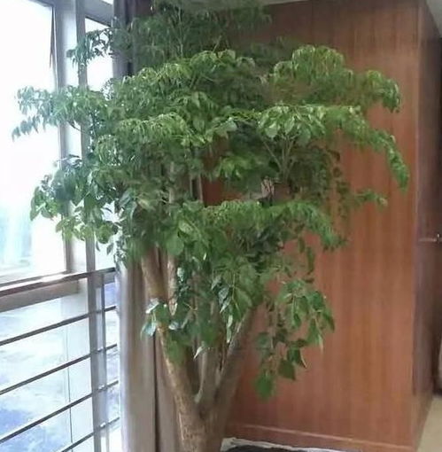 室內(nèi)養(yǎng)花七點注意事項