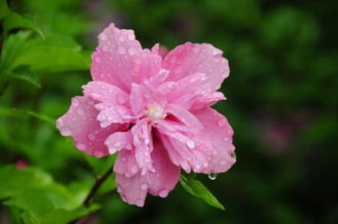 木槿花,養(yǎng)護,夏季,注意事項