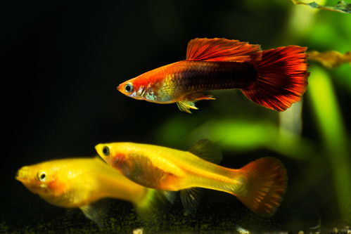 注意事項,孔雀魚,生產(chǎn)