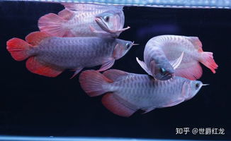 養(yǎng)殖,注意事項,方法,龍須魚