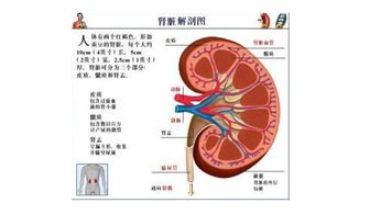 肝功腎功檢查前注意事項(xiàng),查腎功能注意事項(xiàng),做甲功檢查注意事項(xiàng)