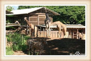 動(dòng)物園的注意事項(xiàng),動(dòng)物園安全注意事項(xiàng),去動(dòng)物園的注意事項(xiàng)