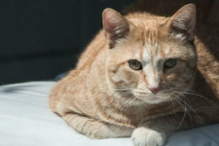 貓咪懷孕洗澡注意事項(xiàng)