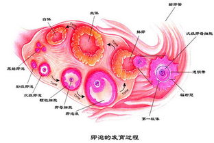 卵子,要注意,事項(xiàng),檢查