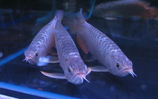 快遞龍魚(yú)注意事項(xiàng)